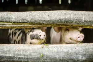 Problemas ocasionados por el jabalí en ganaderia de cerdo extensiva