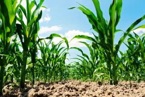 Problemas ocasionados por el jabali sobre cultivos de maiz