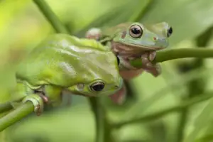 ¿Existen-repelentes-para-anfibios