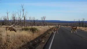 ¿Que-hacer-si-se-te-cruza-un-ciervo-en-la-carretera