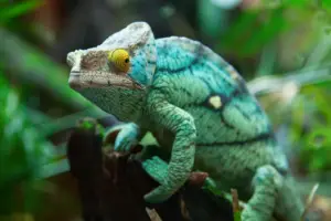 Los-camuflajes-mas-impresionantes-de-los-reptiles