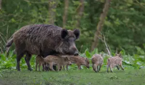 El-vinculo-unico-entre-las-madres-jabalinas-y-sus-crias