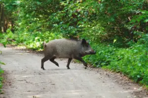 ¿A-que-hora-suelen-aparecer-los-jabalies-en-la-carretera