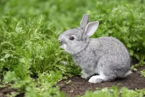 cultivo dañado por conejos