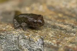 Todo-lo-que-tienen-en-comun-los-anfibios