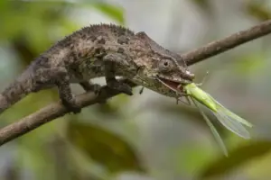 La-funcion-de-los-reptiles-en-el-ecosistema