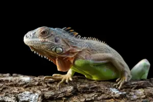 ¿Cual-es-el-habitat-de-los-reptiles