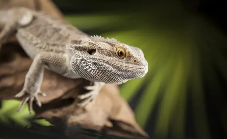 Los-reptiles-mas-sorprendentes-que-debes-conocer