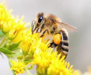 ¿Por-que-hay-que-proteger-los-espacios-naturales-de-los-animales