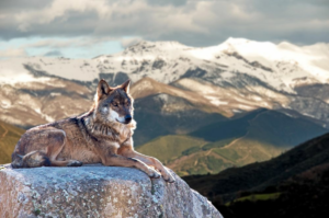 ¿Cual-es-el-depredador-natural-del-jabali-en-Espana