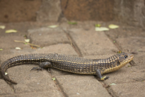 Medidas-de-prevencion-con-reptiles-en-zonas-urbanas