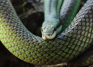 Reptiles-conoce-las-especies-mas-peligrosas-y-como-evitar-encuentros