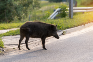 Soluciones-de-conflictos-entre-humanos-y-fauna