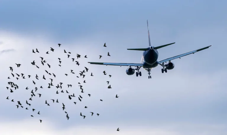 Birdstrike en AEROPUERTOS_ Datos impactantes