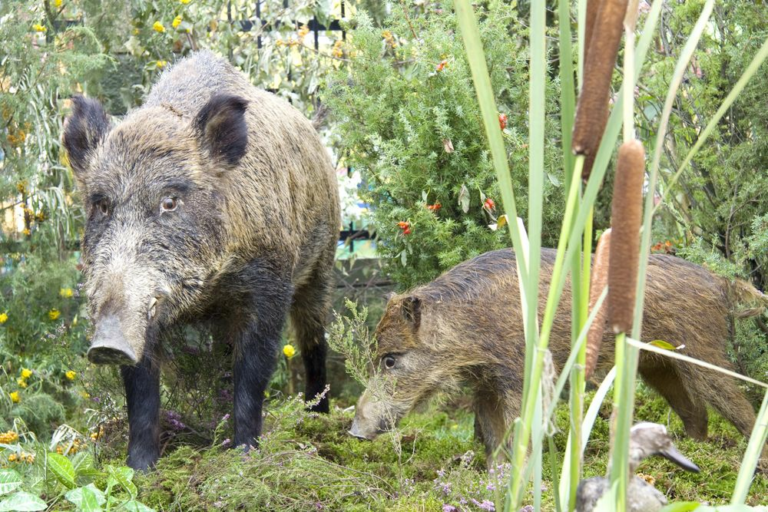 Los-mejores-sistemas-de-deteccion-temprana-para-evitar-jabalies-en-tu-finca