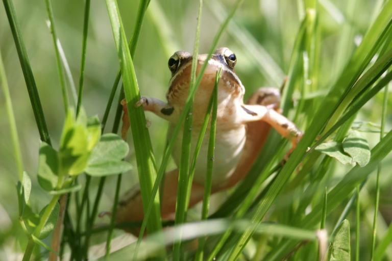 Que-hacer-si-encuentras-un-sapo-en-tu-jardin