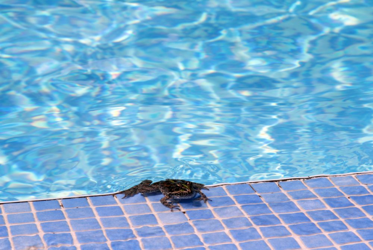 Como-evitar-que-los-anfibios-invadan-tu-piscina-o-estanque