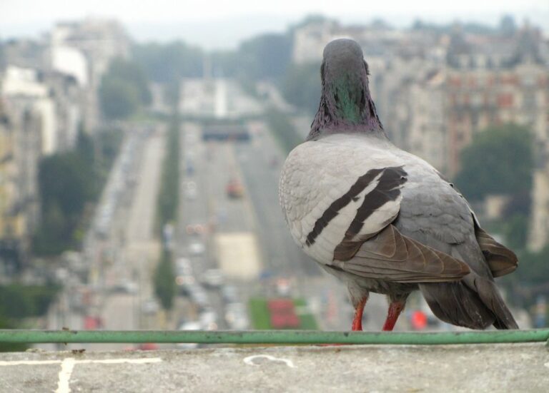 control de fauna en infraestructuras