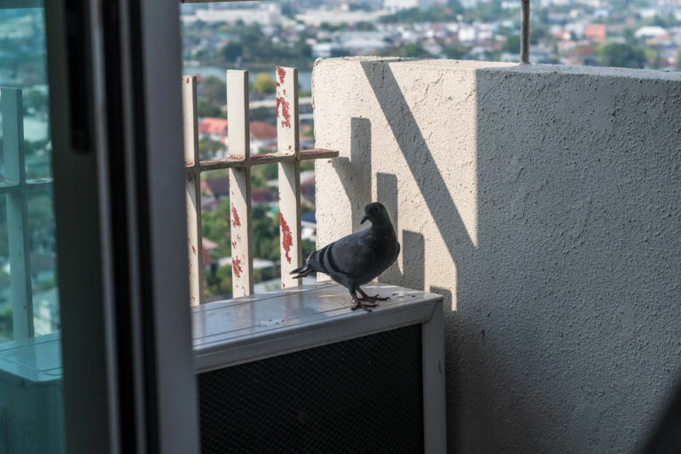Palomas-en-tu-balcon-el-truco-definitivo-para-ahuyentarlas