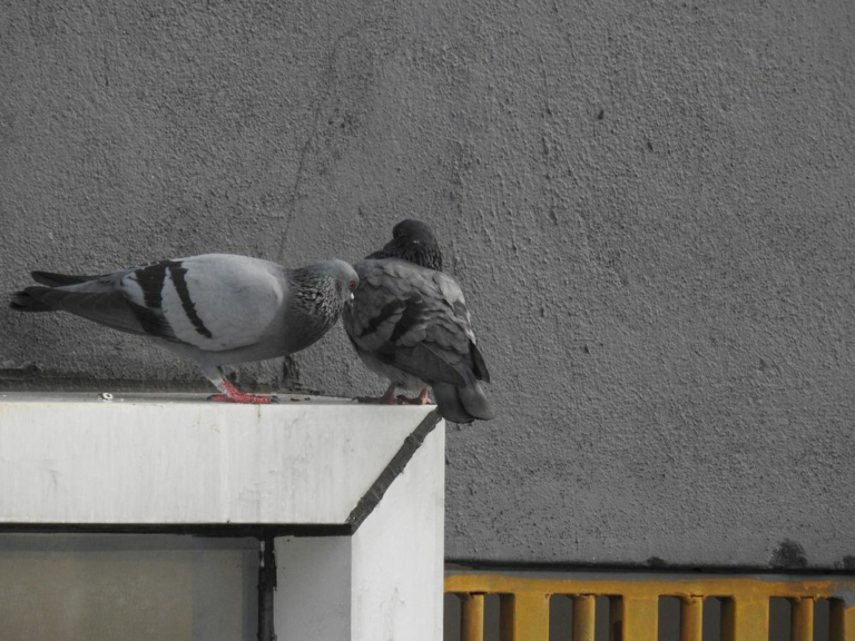 Gestion-de-fauna-urbana-guia-para-municipios