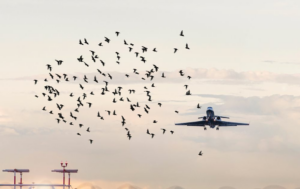 Como-prevenir-el-bird-strike-en-aeropuertos-pequenos