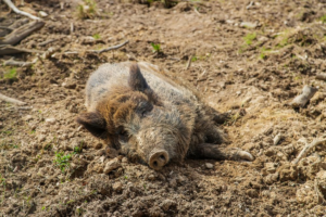 5-senales-de-que-tienes-jabalies-en-tu-finca