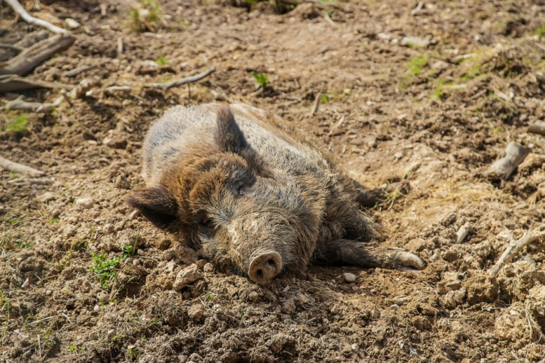 5-senales-de-que-tienes-jabalies-en-tu-finca