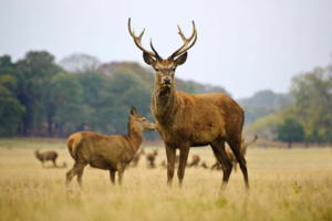 Tipos-de-ciervos-en-Espana-conoce-las-especies-autoctonas