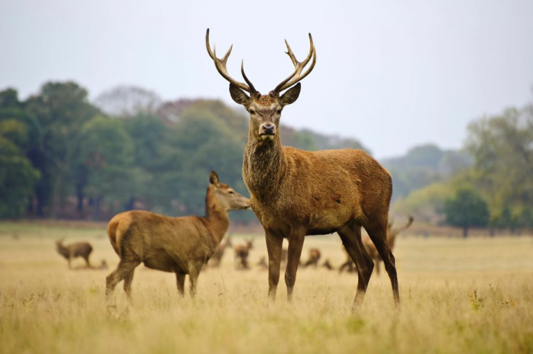 Tipos-de-ciervos-en-Espana-conoce-las-especies-autoctonas