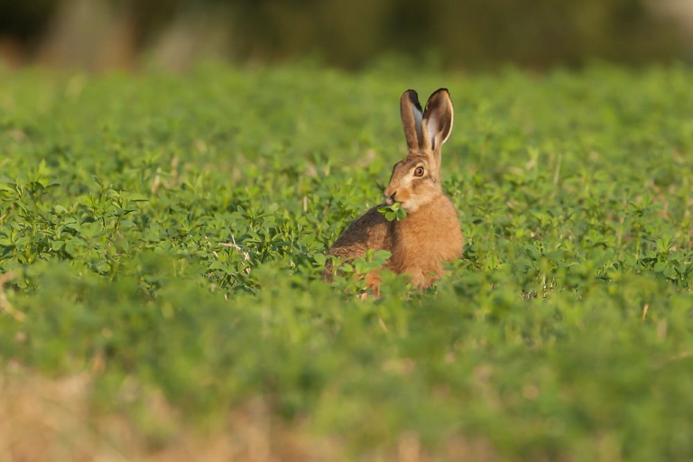 Protege-tus-cultivos-de-verano-sin-danar-a-la-fauna