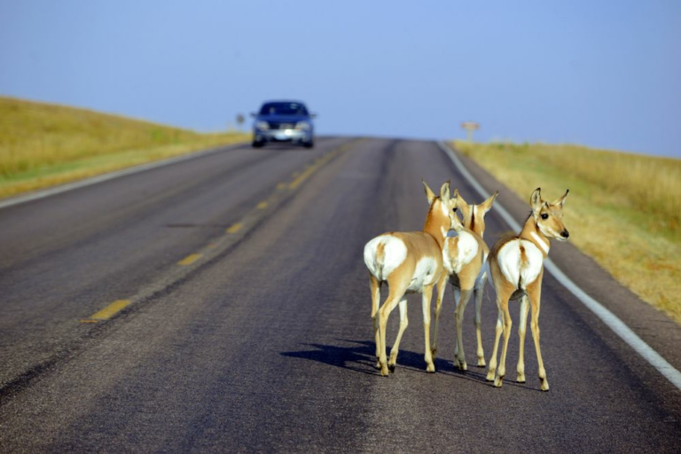 Reduce-los-accidentes-con-fauna-en-carreteras-rurales