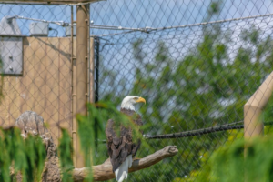Impacto-ambiental-de-los-vallados-para-fauna
