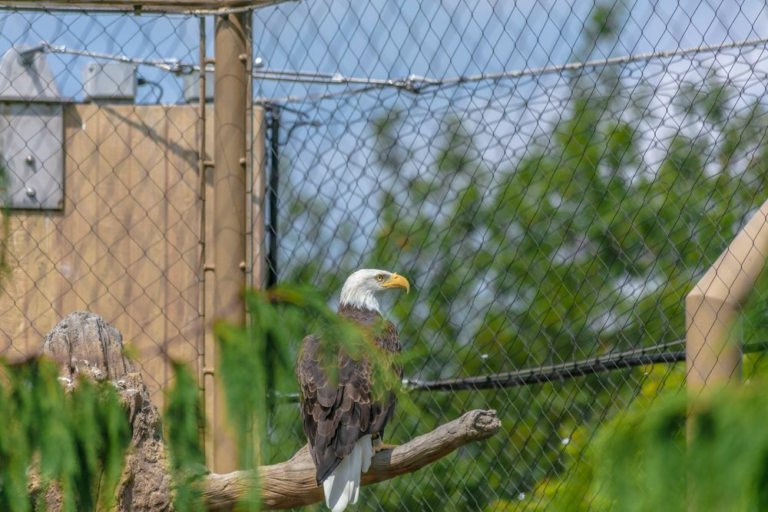 Impacto-ambiental-de-los-vallados-para-fauna