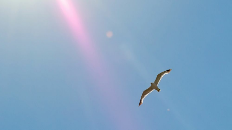Tecnologia-laser-contra-aves-en-aeropuertos