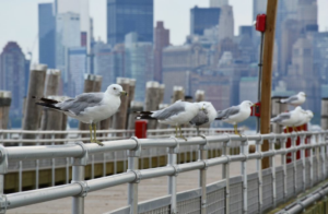 Gaviotas-urbanas-gestion-municipal-efectiva