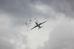 Migracion-de-aves-riesgo-aeroportuario-estacional