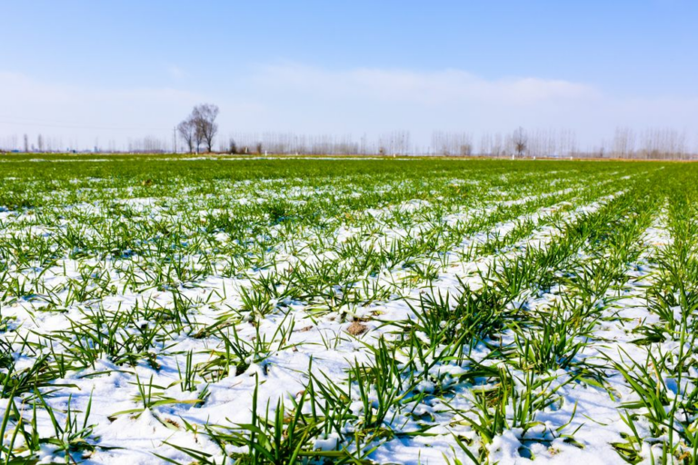 ¿Tus-cultivos-sufren-danos-en-invierno