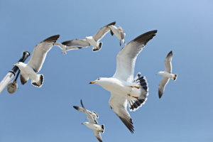 Como-convivir-sin-conflictos-con-gaviotas