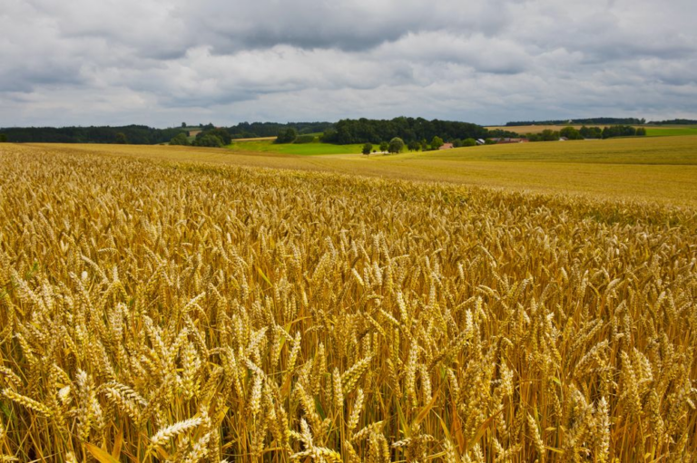 Riesgos-ocultos-en-la-siembra-del-cereal