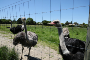 Repelentes-olfatorios-la-alternativa-ecologica-a-los-cercados