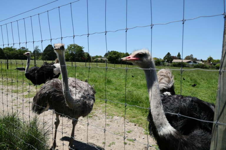 Repelentes-olfatorios-la-alternativa-ecologica-a-los-cercados