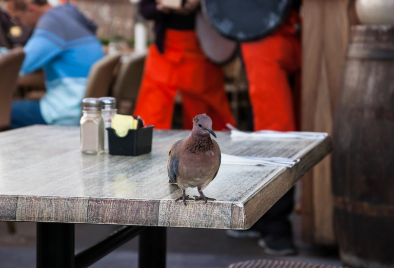 7-soluciones-para-ahuyentar-gaviotas-sin-danarlas