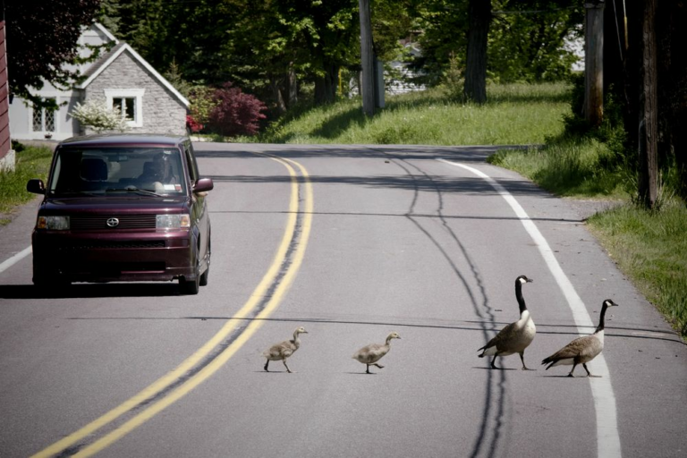 ¿Cuantos-accidentes-causa-la-fauna-en-carreteras