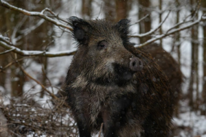 Por-que-los-jabalies-son-mas-agresivos-en-febrero