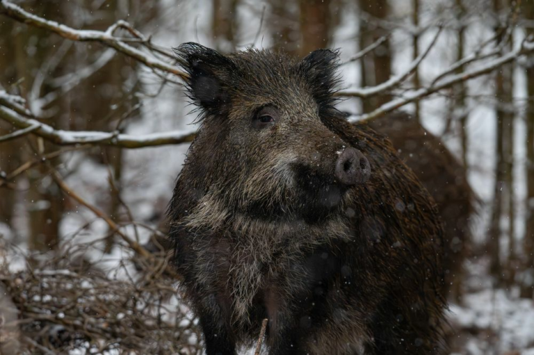 Por-que-los-jabalies-son-mas-agresivos-en-febrero