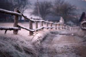 Como-proteger-tu-finca-de-fauna-este-invierno