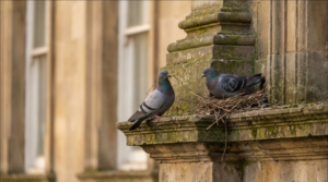 Aves-que-nidifican-en-estructuras-como-evitarlo-sin-danarlas
