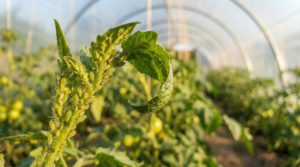 Plagas-de-insectos-en-primavera-como-prevenirlas-en-tus-cultivos