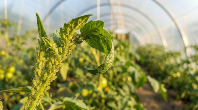 Plagas-de-insectos-en-primavera-como-prevenirlas-en-tus-cultivos